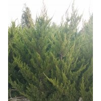 H1.8m龍柏一萬棵，非誠勿擾