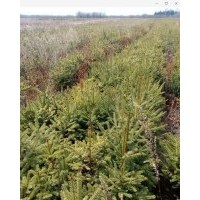 供應(yīng)樟子松定植苗 云杉換床苗 黃菠羅定植苗 糖槭床苗
