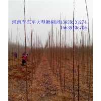太康--復(fù)葉槭！楸樹！梓樹基地