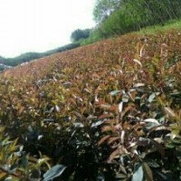 紅葉石楠 高度30～60cm,冠幅10～30cm，容器苗，品質(zhì)一級