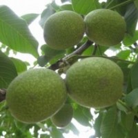 柿子苗品種=山西運(yùn)城柿子苗=柿子苗價(jià)格