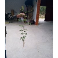 花椒苗，山西花椒苗，大紅袍花椒苗