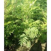 大量珍珠梅供應(yīng)銷售！