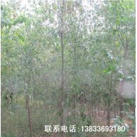 供應(yīng)大量綠化用成品風(fēng)景樹