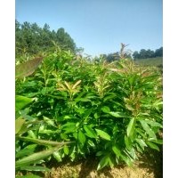 楓香,木荷,杜英