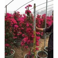 福建三角梅價(jià)格 福建三角梅生產(chǎn)基地