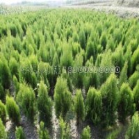 灑金柏苗的價格是怎樣的