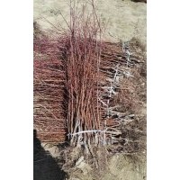 荒山綠化的首選仁用杏樹(shù)