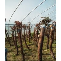 高桿月季2-5公分