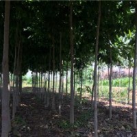 出售西安10公分七葉樹，樹形好價(jià)格可議！