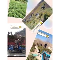 出售云,油松,側(cè)柏