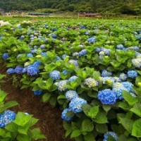 30公分高八仙花的報價