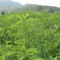 白皮松苗側(cè)柏苗油松苗、刺槐苗、新疆楊