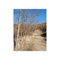 出售刺槐，金絲柳，臭椿，紅柳