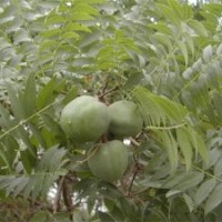 山西國槐/國槐銷售、國槐價格苗木