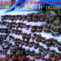 大量出售垂柳插穗樹苗