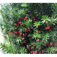 供應紅豆杉品種齊全