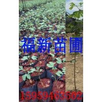 銀杏樹苗 銀杏樹袋苗 白果樹苗 銀杏種子