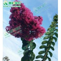 速生玫紅紫薇 速生玫紅紫薇最新價(jià)格 長(zhǎng)勢(shì)最快、花色最紅的速生紫