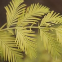 金葉水杉 金黃靚麗的彩葉喬木 最理想的園林彩化綠化樹種