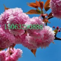 紅葉櫻花苗，櫻砧王苗，紅葉櫻花價格