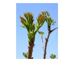 刺嫩芽苗、刺嫩芽種苗、刺嫩芽樹苗、刺嫩芽苗基地、刺嫩芽苗價格