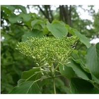 燈臺(tái)樹苗 燈臺(tái)子樹苗 燈臺(tái)樹小苗