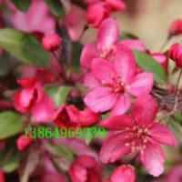 臨沂皇家雨點(diǎn)，山東皇家雨點(diǎn)海棠接穗，白蘭地海棠