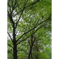 山西襄汾低價供應(yīng)白皮松，油松，柳樹