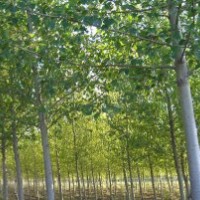 【天津毛白楊】【5公分毛白楊】毛白楊小苗育站華潤(rùn)苗木-....苗木