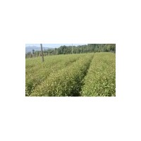 苗木、供應(yīng)杜英、一年小樹苗】30萬杜英小苗供應(yīng)、綠化種苗