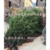 羅漢松，羅漢松球，造型羅漢松，羅漢松小苗，福建羅漢松基地，福