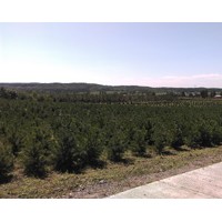 長期銷售大量樟子松1米-2.5米價格優(yōu)惠