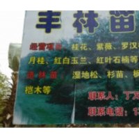 楓香木荷杜英楊梅