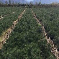 白皮松（70-80）公分高，