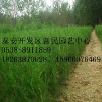 山東泰安側柏小苗批發(fā)價格