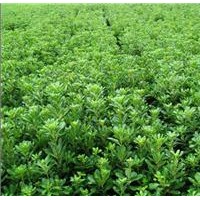 供應海桐，海桐苗，海桐球，海桐工程苗