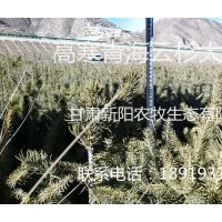 耐高寒青海云杉供應