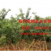 河北邢臺欣潤苗木大量供應(yīng)國槐 3公分