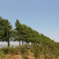 7公分中山杉 7公分中山杉 7公分中山杉