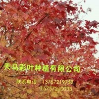 美國紅楓秋火焰