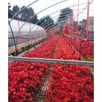 專業(yè)供應(yīng)美國紅楓、紅點紅楓、紅冠紅楓、美國紫薇，紅火球、紅火