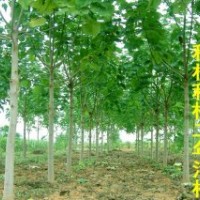 九江大量供應(yīng)優(yōu)質(zhì)1-15公分泡桐樹苗