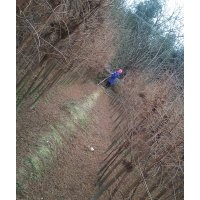 米徑3公分池杉苗