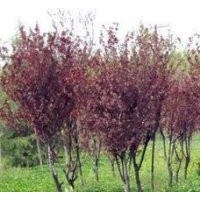 紅葉李 紫葉李及各種小苗價(jià)格