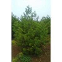 666出售綠化苗木白皮松白皮松小苗