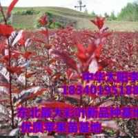 中華太陽(yáng)李苗/一年生中華太陽(yáng)李苗