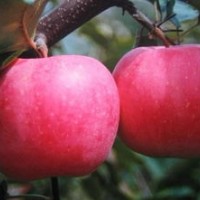 臨沂蘋果苗供應(yīng)，蘋果苗價格，蘋果苗種類，蘋果苗批發(fā)