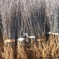 供應(yīng)花椒苗大量