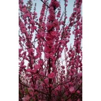 供榆葉梅，哪里有榆葉梅，榆葉梅的價格，榆葉梅的產(chǎn)地直銷